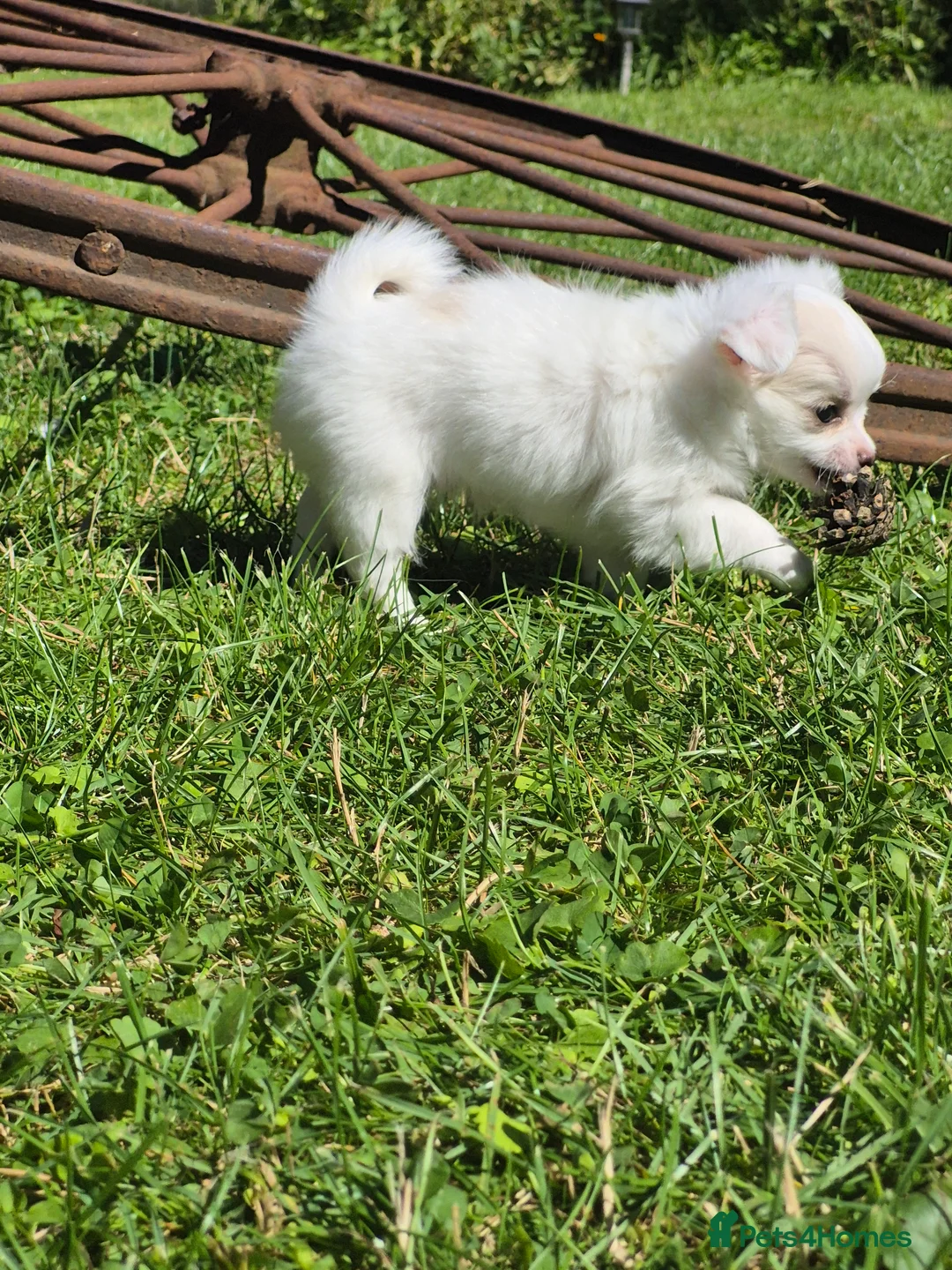 Chihuahua dogs for sale: Stunning Long-Haired Chihuahua Puppies in Guildford - Advert 2