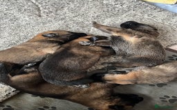 Mixed Breed dogs for sale: Adorable litter of 'shepinois' - Image 2