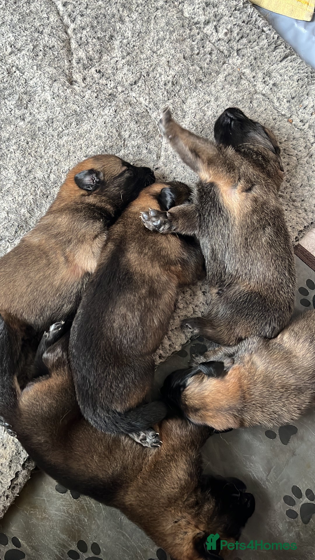 Mixed Breed dogs for sale: Adorable litter of 'shepinois' - Image 2