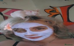 Rat rodents for sale: 1 boy in Stoke-on-Trent - Image 2