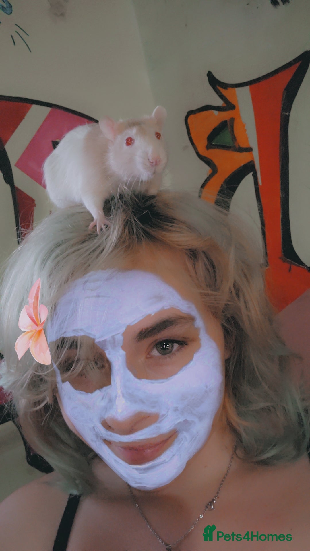 Rat rodents for sale: 1 boy in Stoke-on-Trent - Image 2