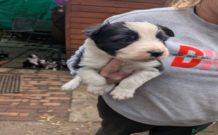 Mixed Breed dogs - Advert 14