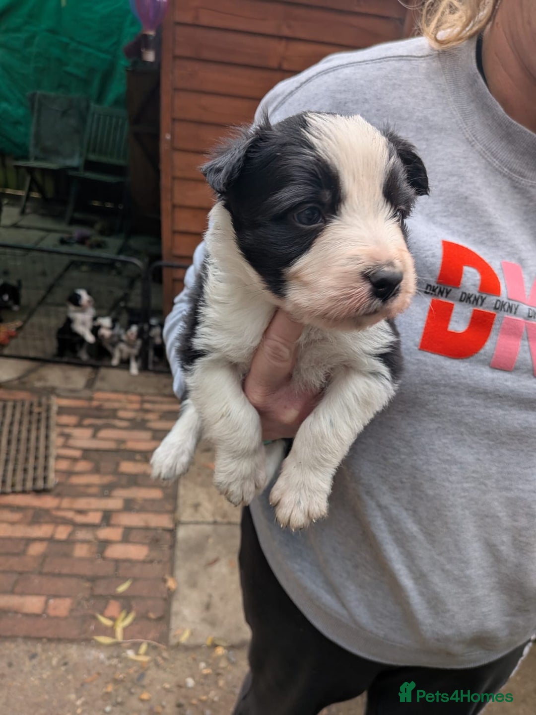 Mixed Breed dogs for sale: Border collie cross/bearded collie puppies  - Image 1