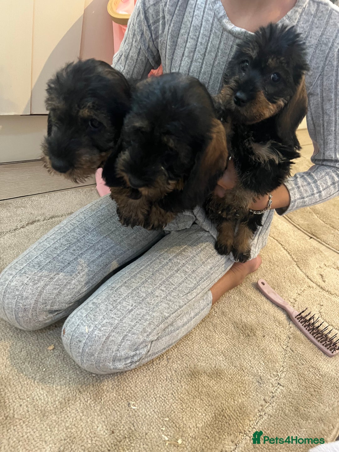 Dachshund dogs for sale: Miniature soft haired teckel dachshunds  - Advert 7