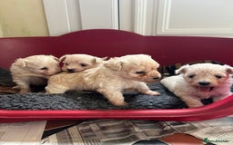 Mixed Breed dogs for sale: Gorgeous Bichon Frise x Maltese Puppies - Image 10