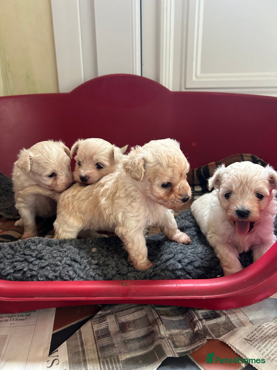 Mixed Breed dogs for sale: Gorgeous Bichon Frise x Maltese Puppies - Image 10