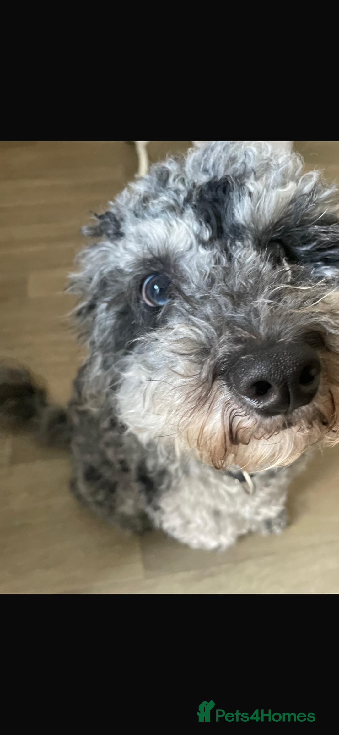 Cockapoo dogs for sale: Stunning F1B Cockapoos - Advert 3