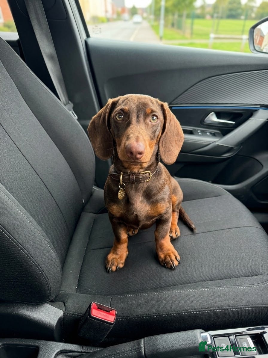 Dachshund dogs 🐾 8 Month Old Chocolate Dachshund - Advert 3