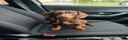 Dachshund dogs for sale: 🐾 8 Month Old Chocolate Dachshund - Advert 1