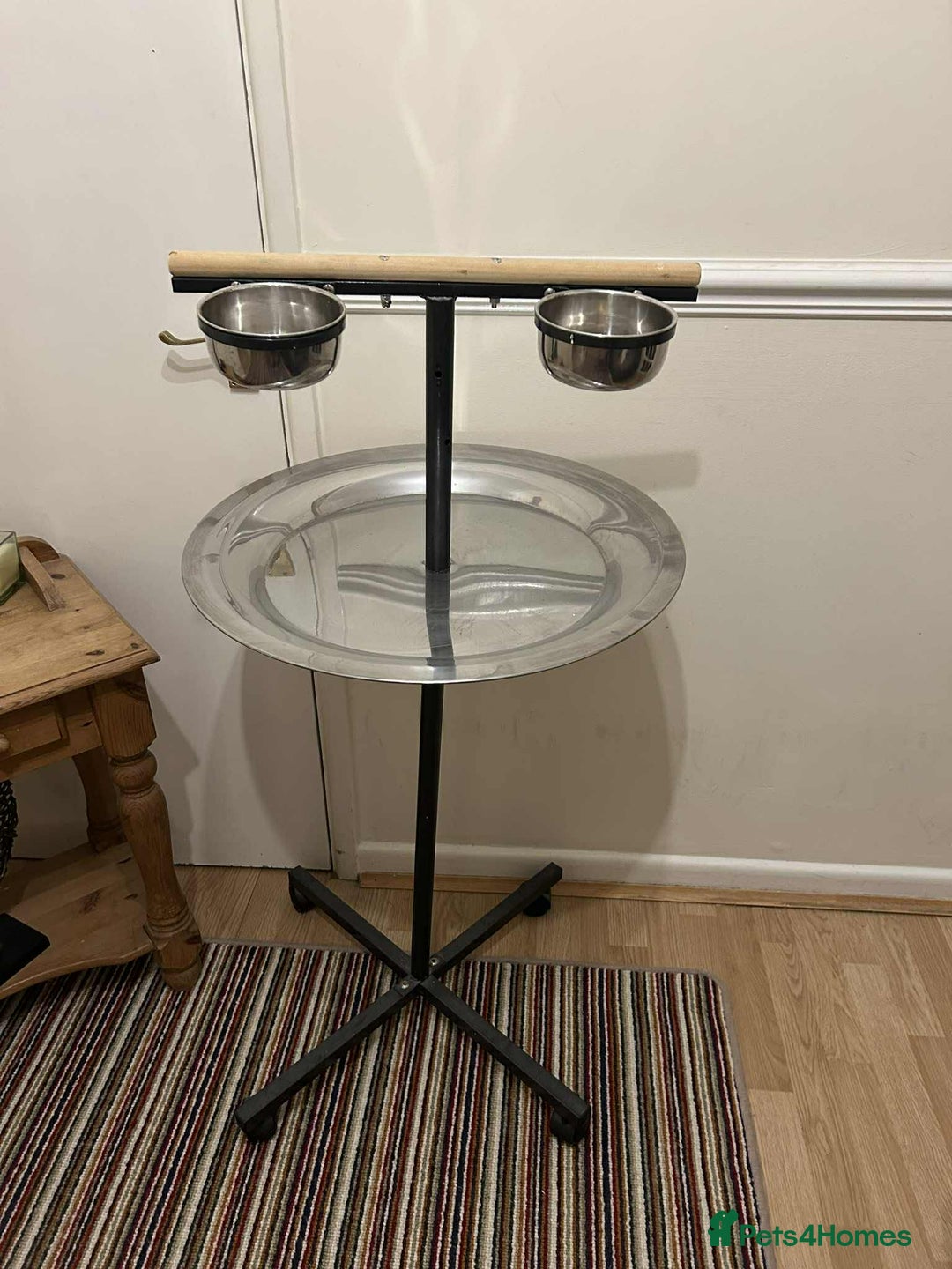 Parrots birds for sale: African grey  - Advert 6