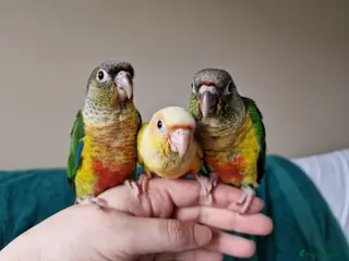 Conures birds Adorable fully hand reared baby conures!! - Advert 3