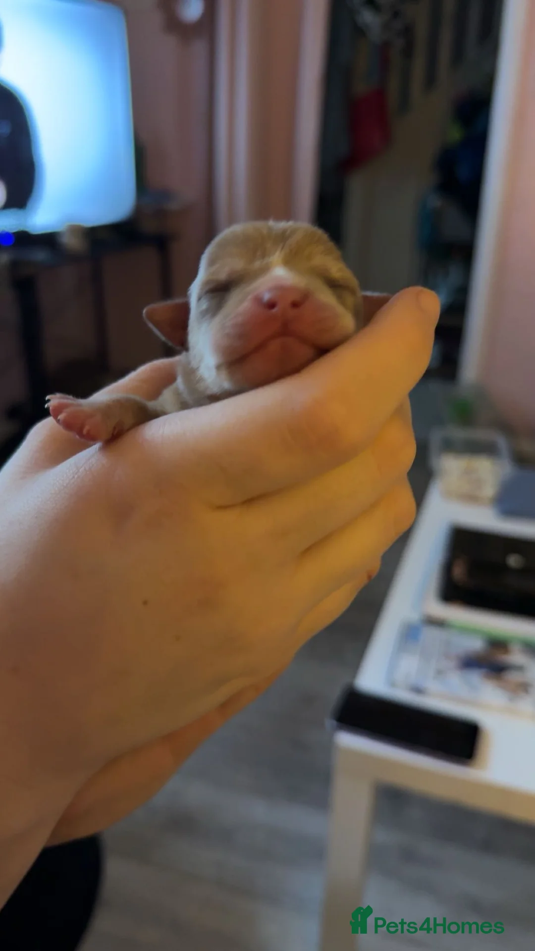 Mixed Breed dogs for sale: Pug cross american bulldog - Advert 4