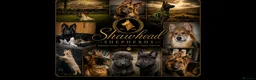 German Shepherd dogs for sale: Shawhead Shepherds  - Advert 7