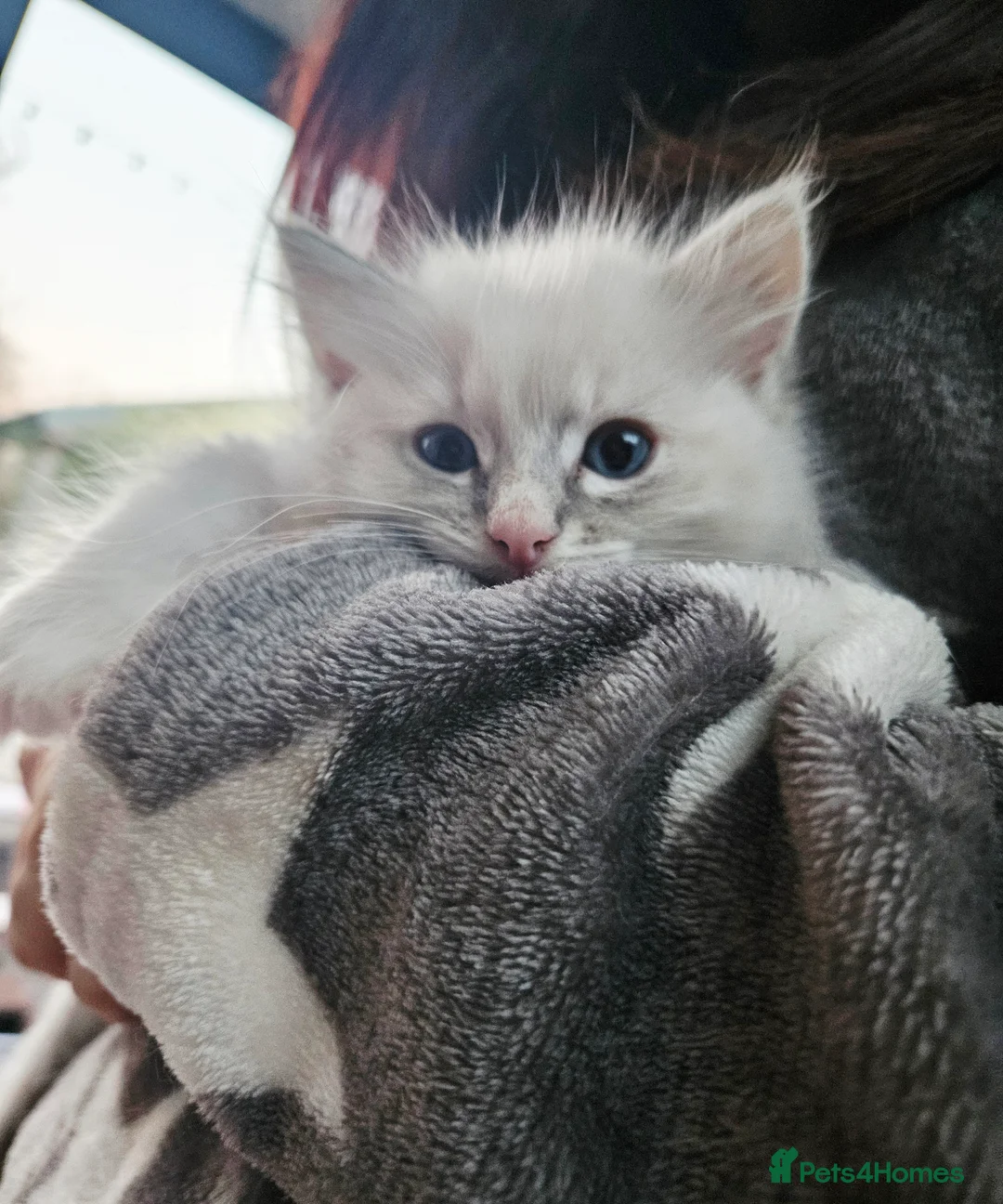 Ragdoll cats for sale: Stunning pure ragdoll kittens * all reserved* - Advert 16
