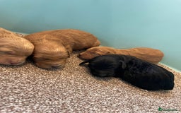 Cockapoo dogs for sale: Outstanding F1 cockapoo - Advert 3