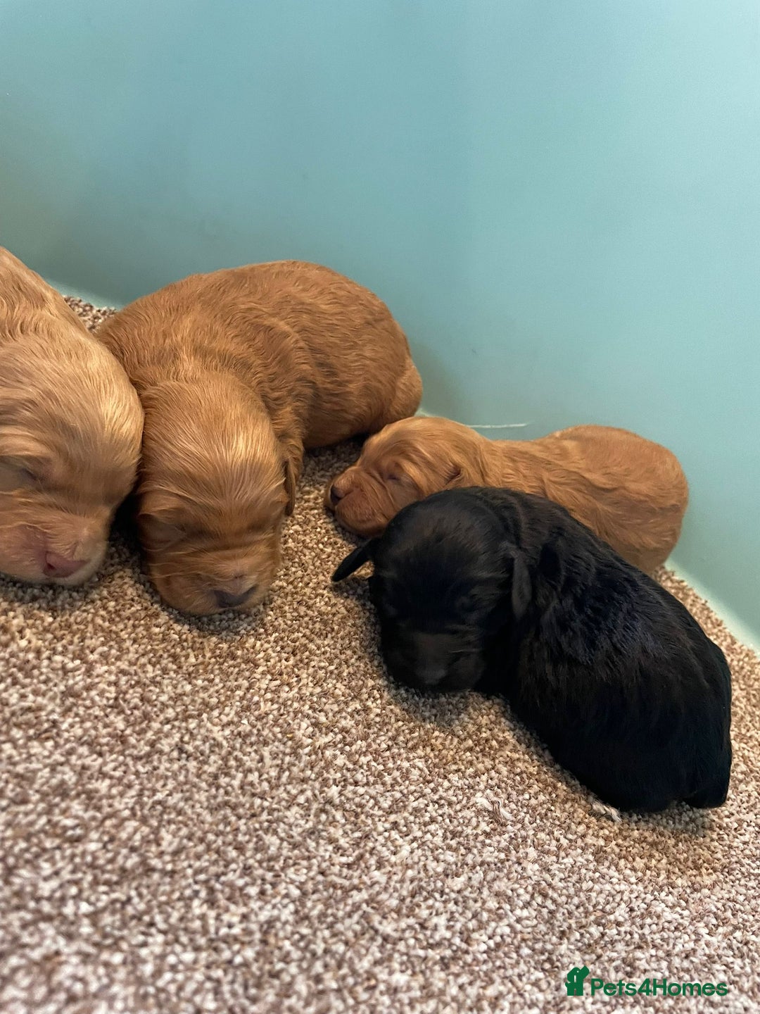 Cockapoo dogs for sale: Outstanding F1 cockapoo - Advert 3