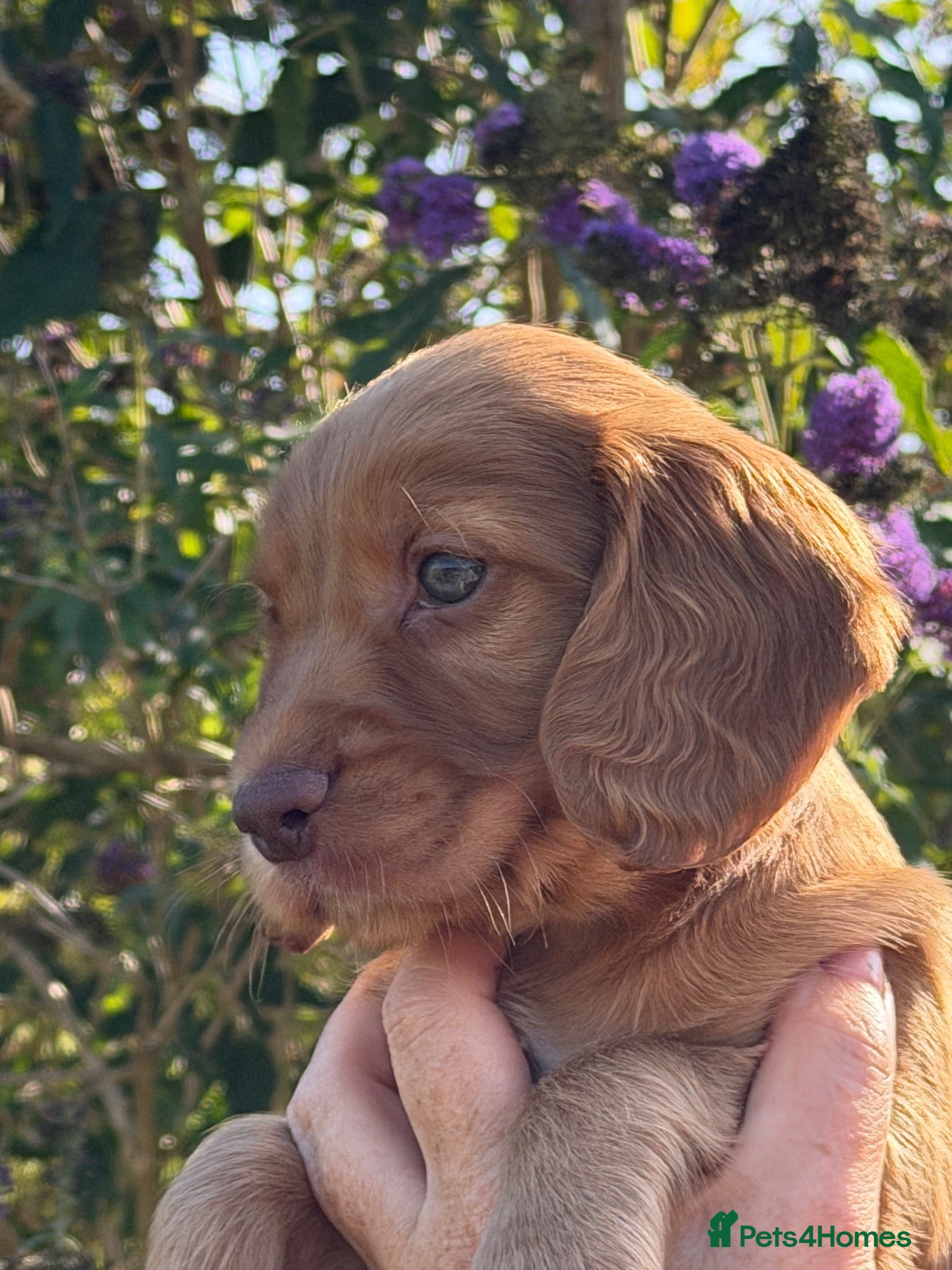 Cocker Spaniel dogs KC Registered working Cockers pups - Advert 1