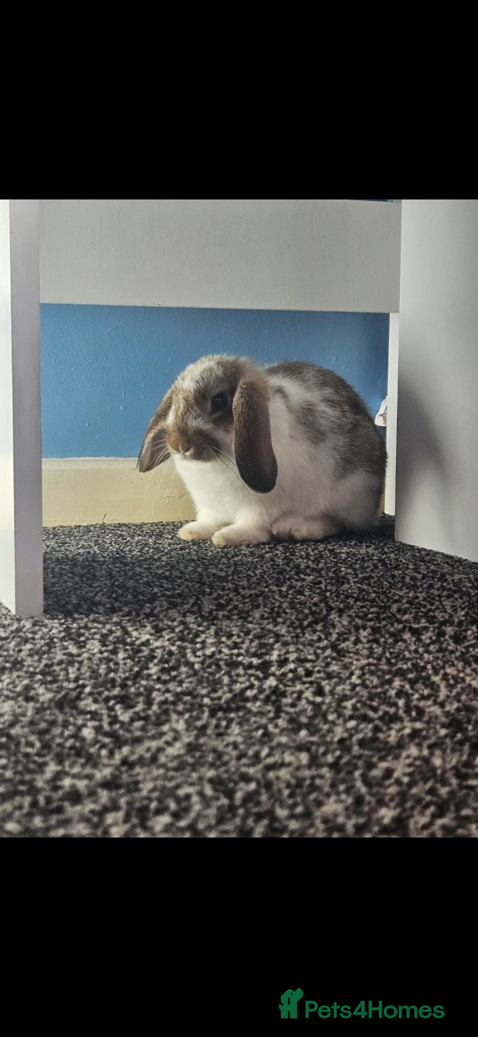 Mixed Breed rabbits Male and female rabbits - Advert 4