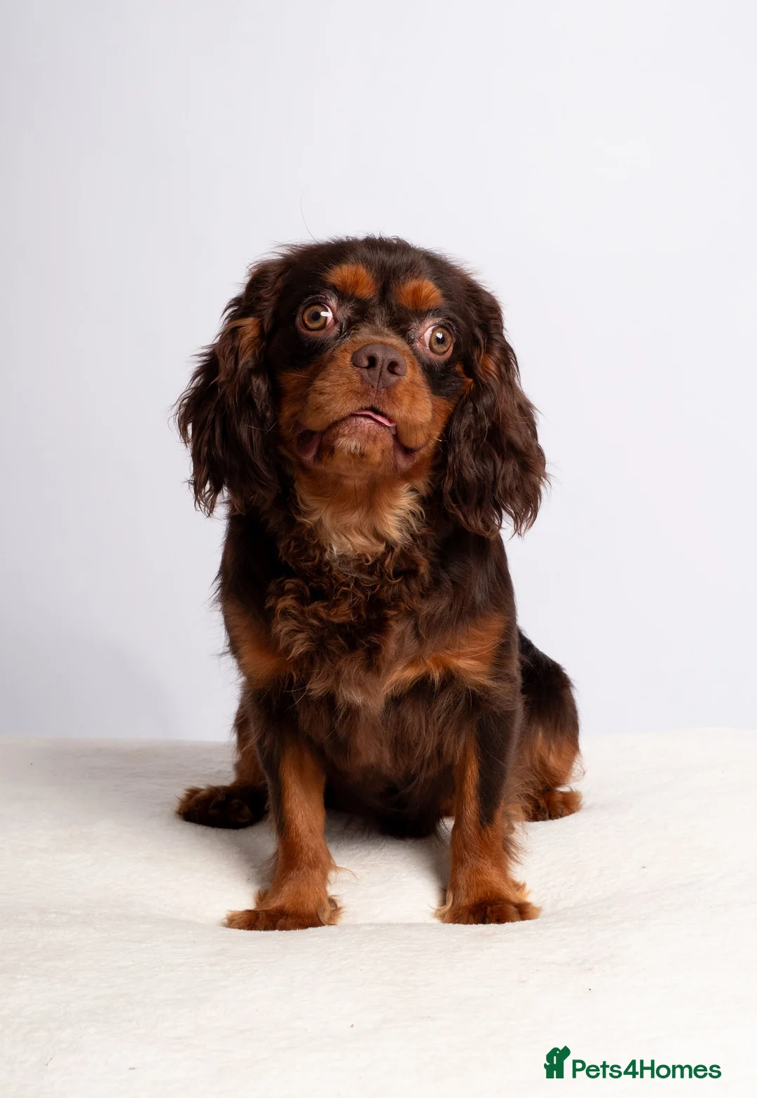 Cavalier King Charles Spaniel dogs for stud: KC REG BROWN & TAN HEALTH TESTED CAV STUD  - Advert 10