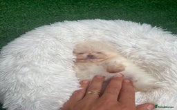 Pomeranian dogs for sale: Pomeranian toy  - Image 8