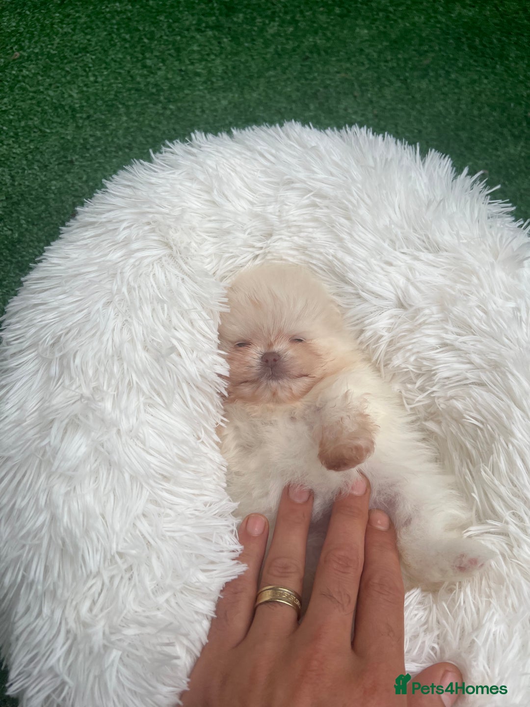Pomeranian dogs for sale: Pomeranian toy  - Image 8