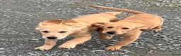 Golden Retriever dogs for sale: Beautiful KC dark gold healthy boys - Advert 15