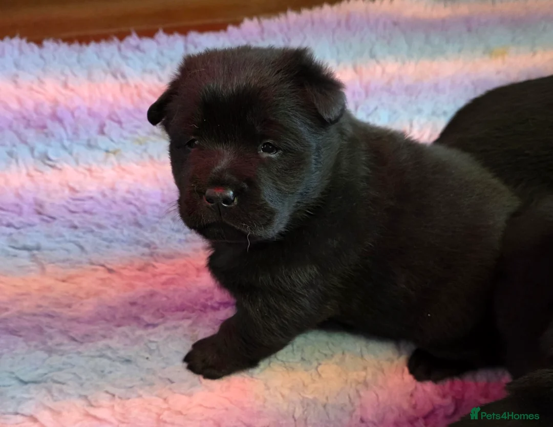 Mixed Breed dogs for sale: Gorgeous Chowador Puppies  - Advert 15