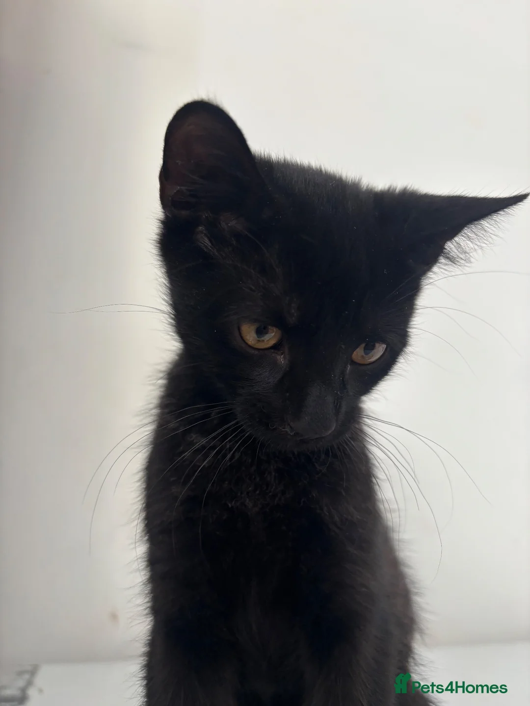 Mixed Breed cats for sale: Kittens for Sale ! - Advert 6