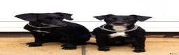 Mixed Breed dogs for sale: Two 8-year-old Cocker-Jack sisters - Advert 2