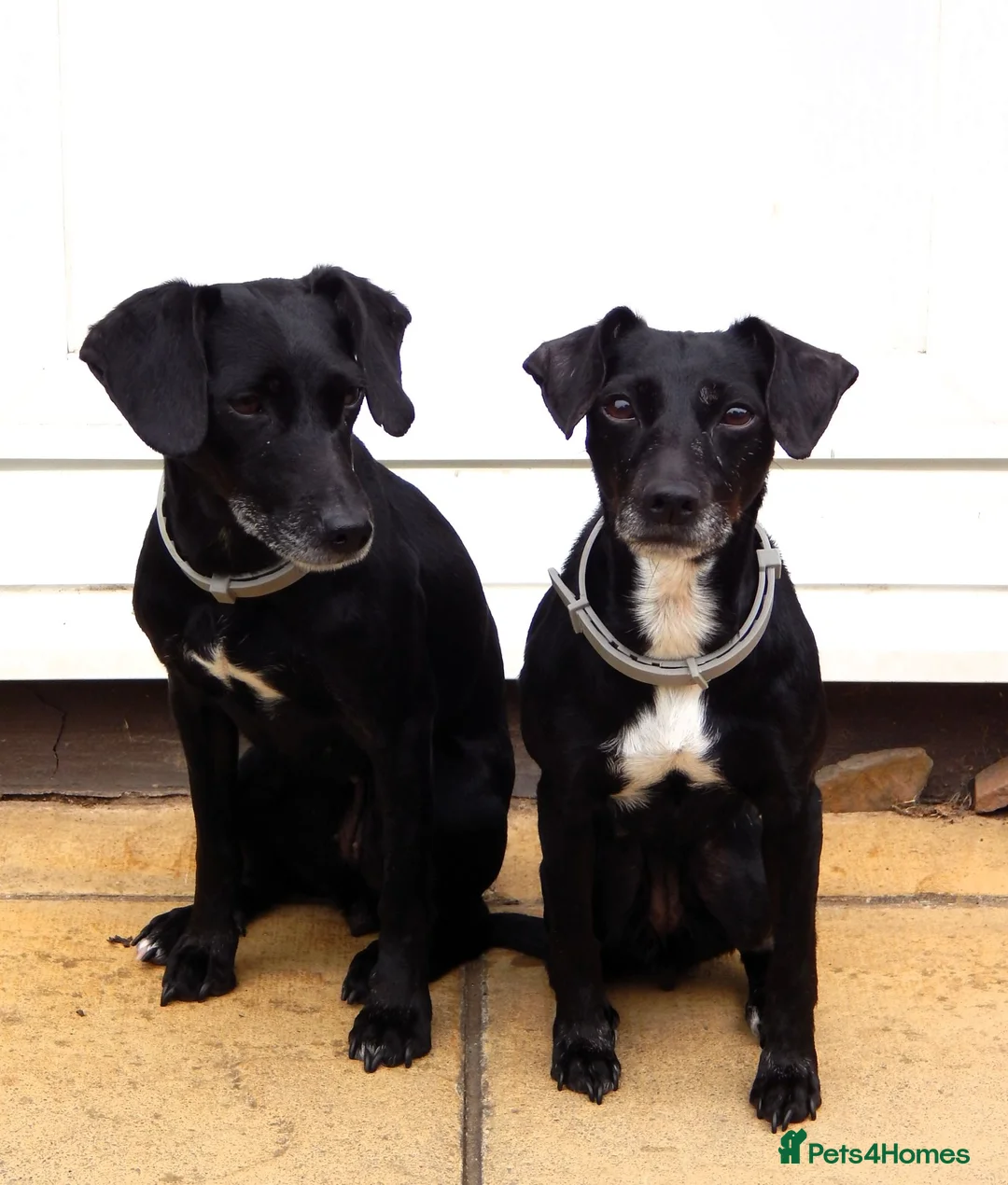 Mixed Breed dogs for sale: Two 8-year-old Cocker-Jack sisters - Advert 2