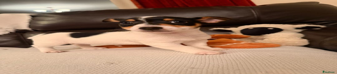 Jack Russell Puppy 4