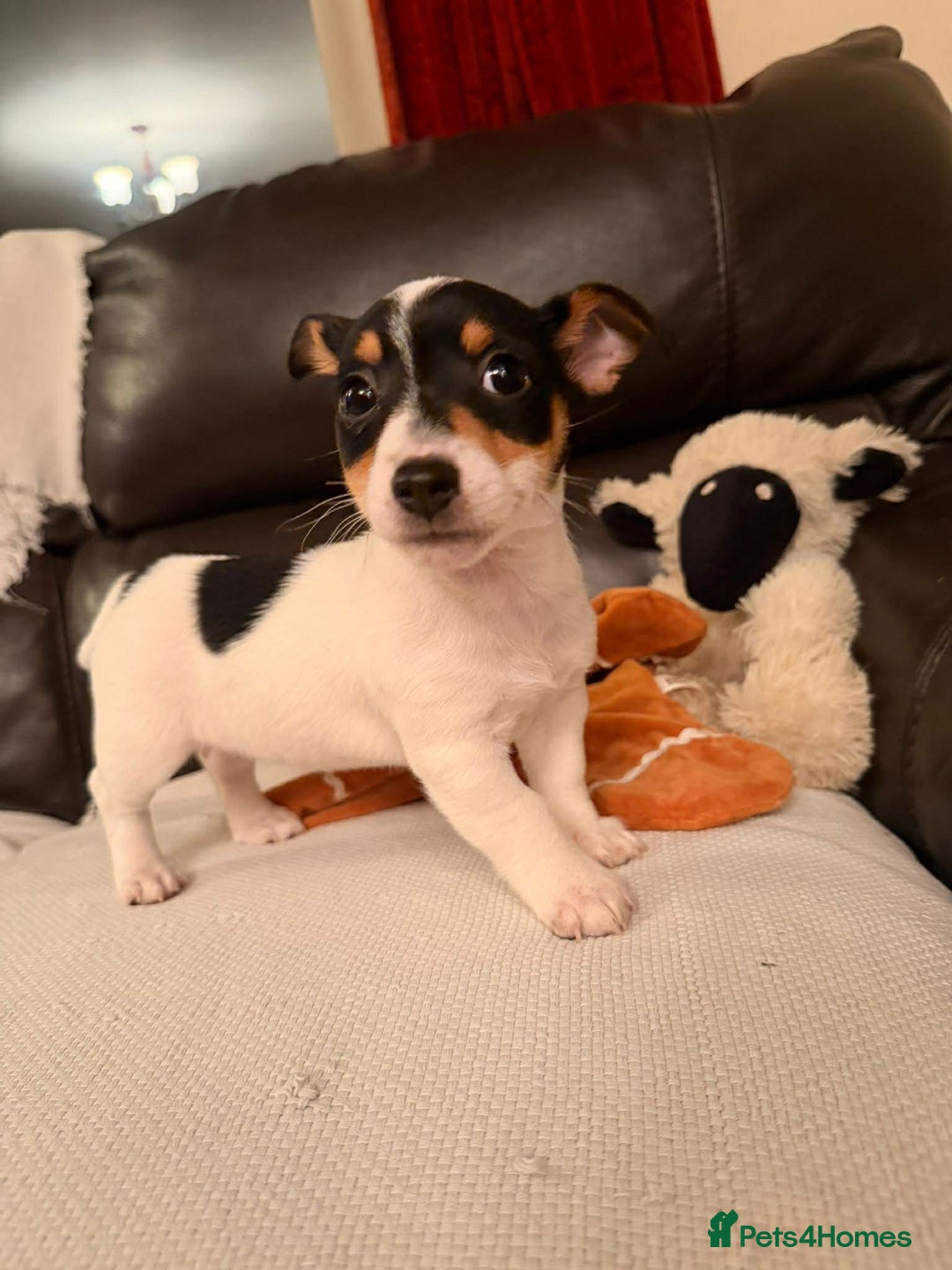 Jack Russell dogs for sale: Adorable Miniature  Jack Russell Pups For Sale - Advert 5