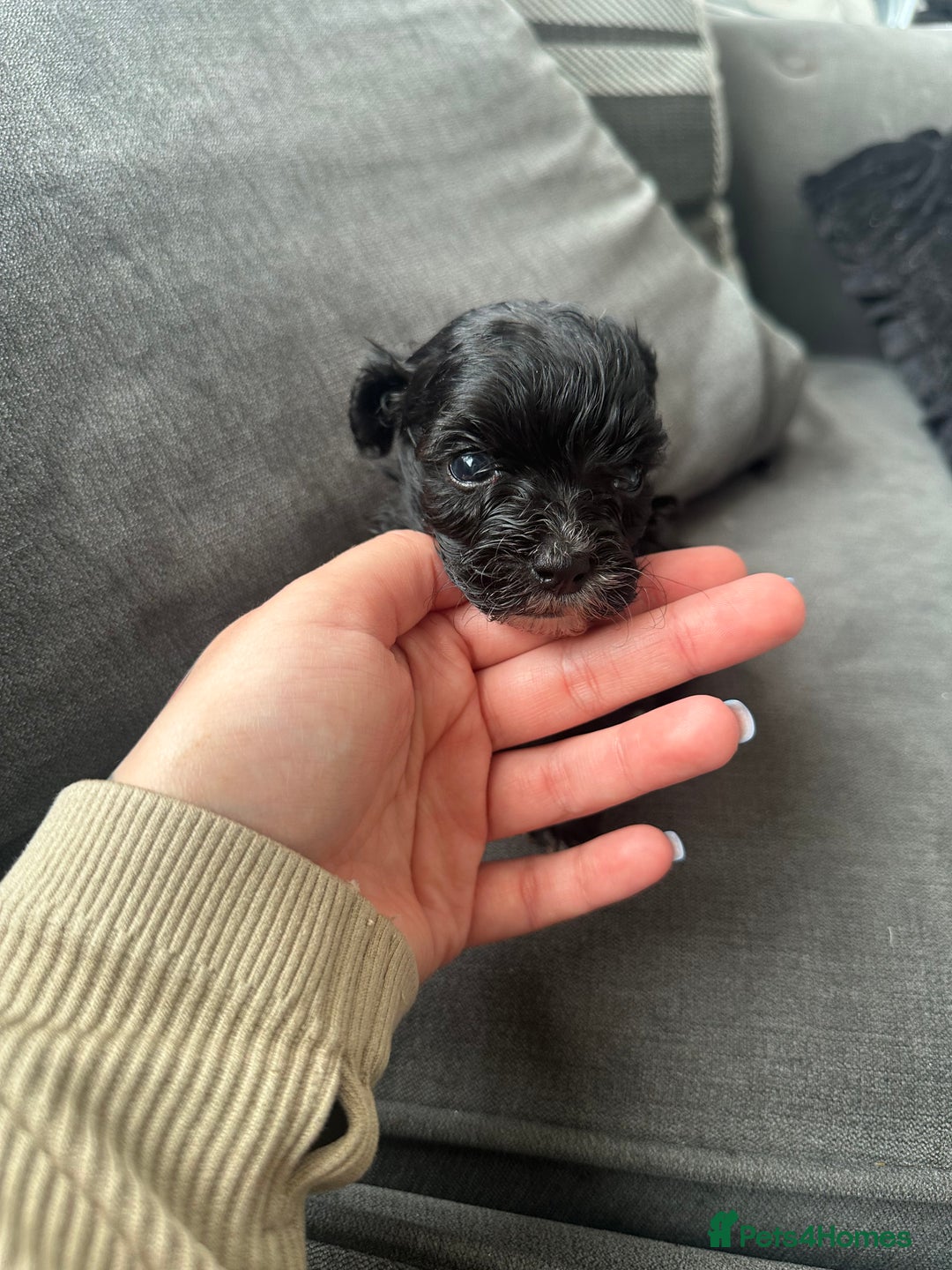 Maltipoo dogs for sale: F1 Toy Maltipoos - Advert 35