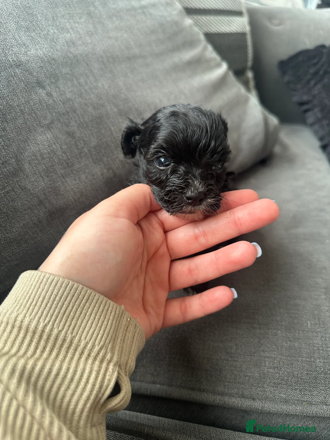 Maltipoo dogs for sale: F1 Toy Maltipoos - Advert 37