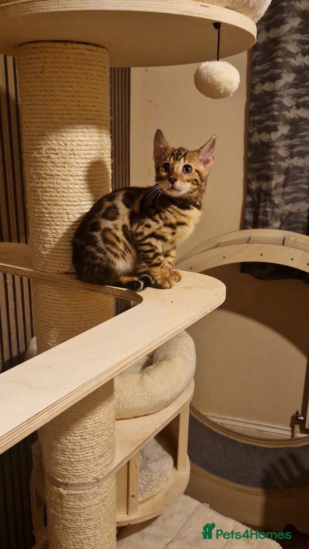 Bengal cats for sale: Beutifull kittens❤️ - Advert 22