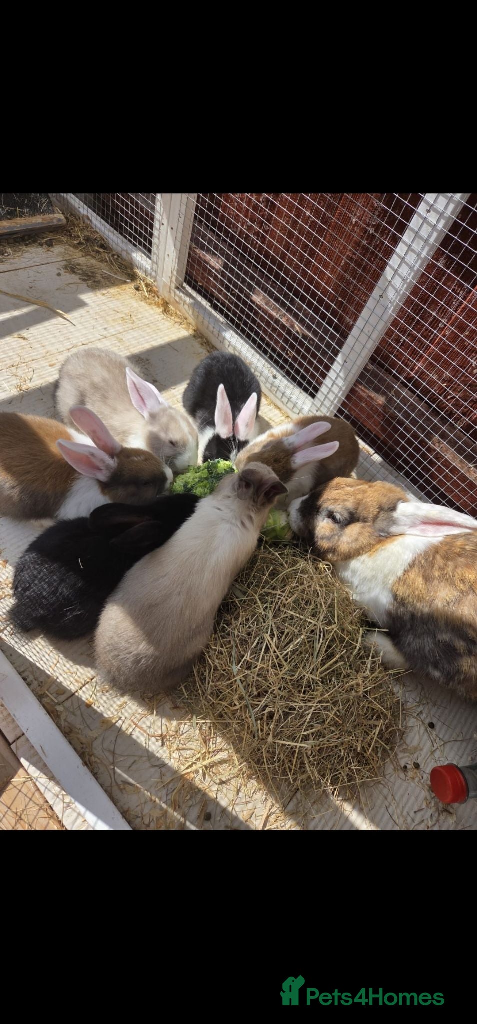 Mixed Breed rabbits 5 baby bunnies - Advert 1
