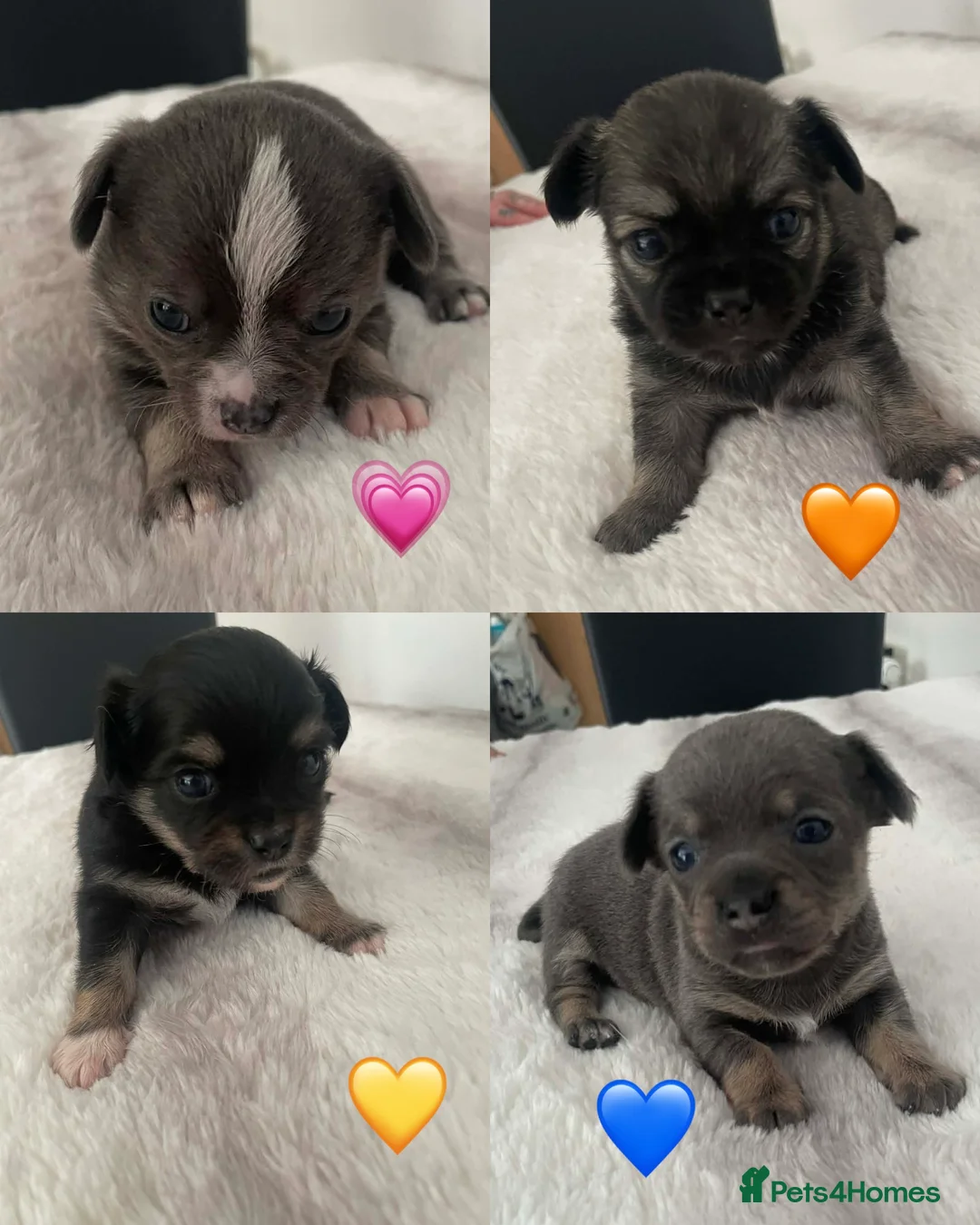 Chihuahua dogs for sale: 4 chihuahua puppies in Glasgow - Advert 1