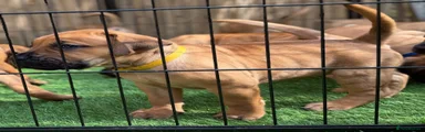 Yellow collar female