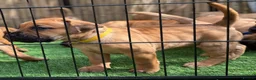 Boerboel dogs for sale: Elite Guard Neema X Spartan Dutch - Advert 28