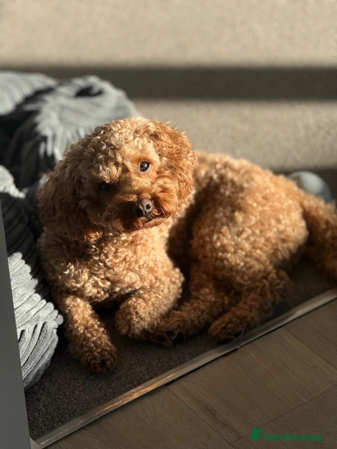 Poochon dogs for stud: Poochon Stud in Hatfield - Advert 5