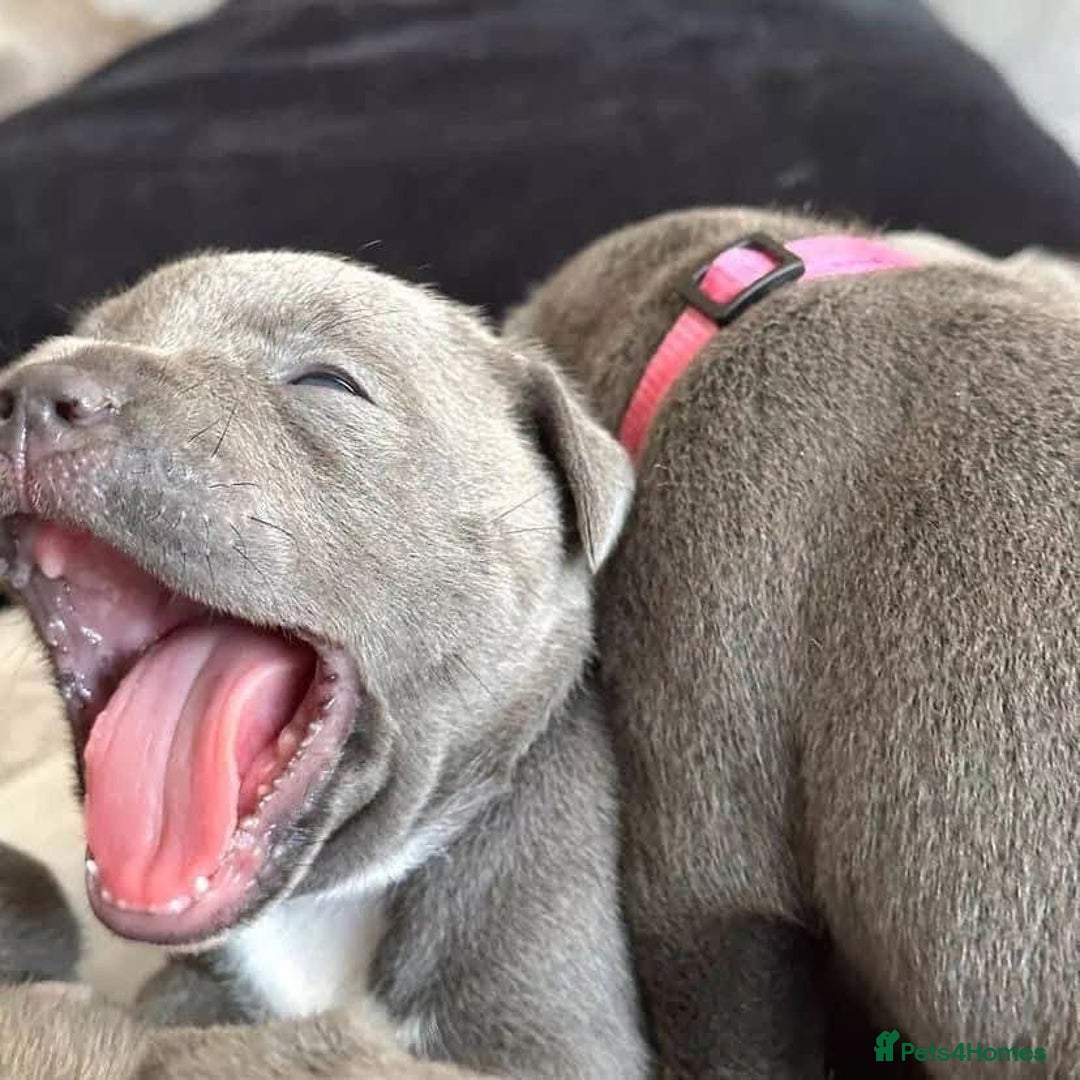 Staffordshire Bull Terrier dogs for sale: Outstanding pedigree blue staffy pups  - Advert 5
