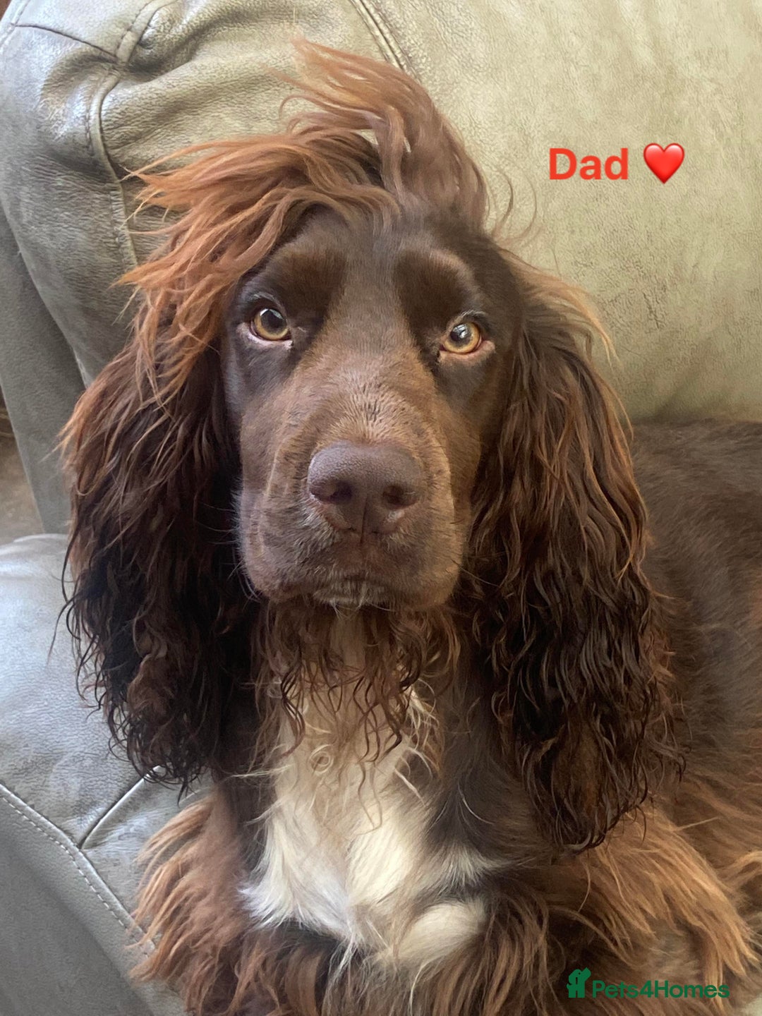 Cocker Spaniel dogs for sale: 🐾 Beautiful Cocker Spaniel Puppies Available 🐾 - Advert 11