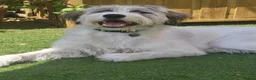 Mixed Breed dogs for adoption: RAYNA - Advert 3