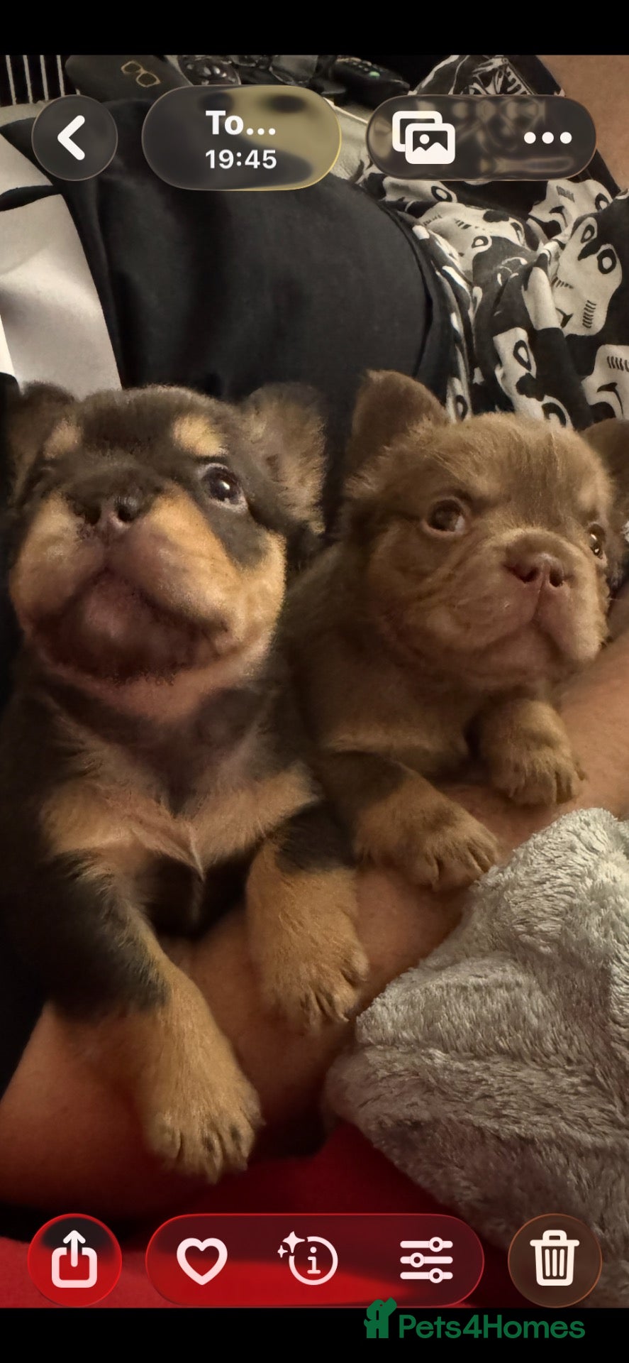 French Bulldog dogs Stunning French Bulldog puppies  - Advert 2