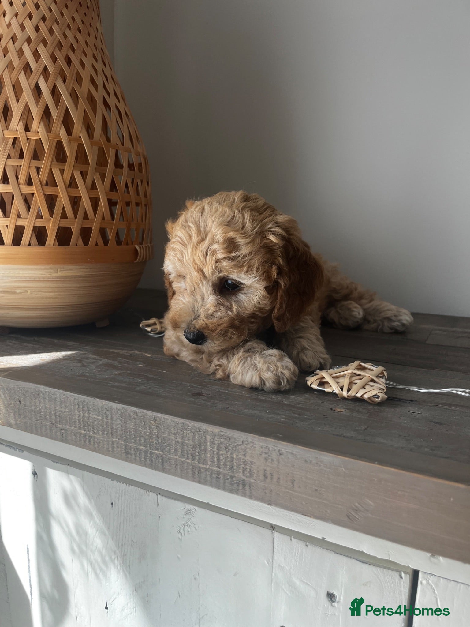 Cockapoo dogs DNA health clear Miniature f1b Cockapoo puppies 🌟 - Advert 1