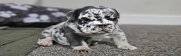 English Bulldog dogs for sale: English Bulldogs Puppies - Advert 9