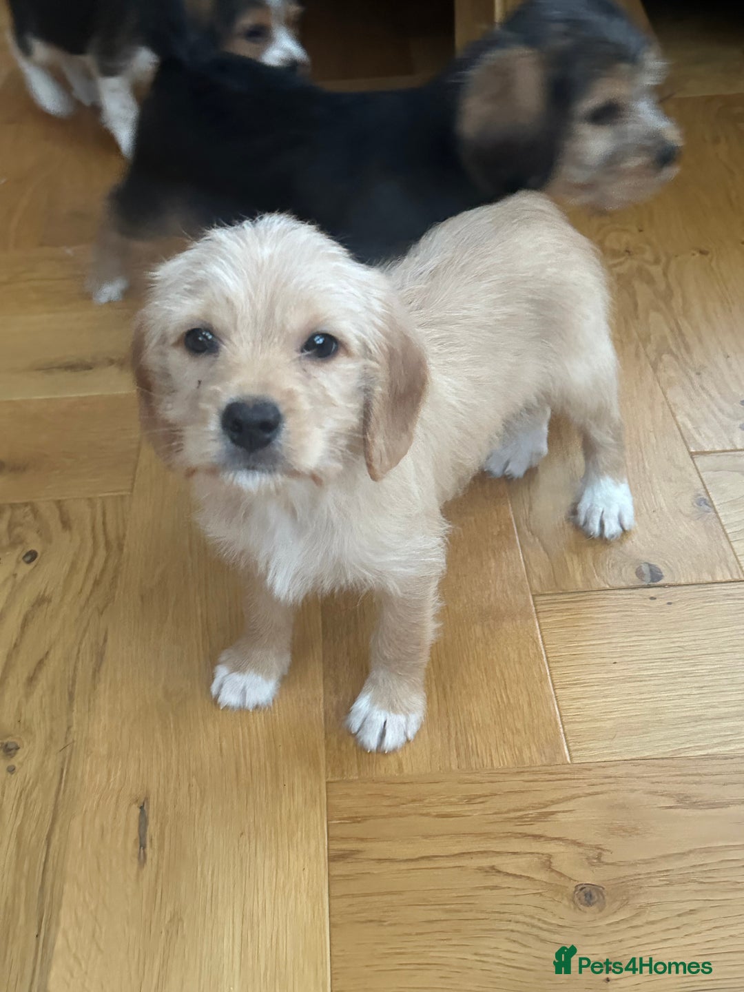 Mixed Breed dogs for sale: Beautiful Beagle X Cavapoo Puppies.  - Advert 3