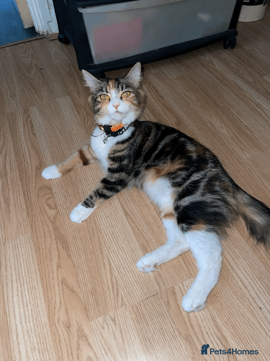 Domestic Shorthair cats for sale: Domestic Short hair kittens  - Advert 5