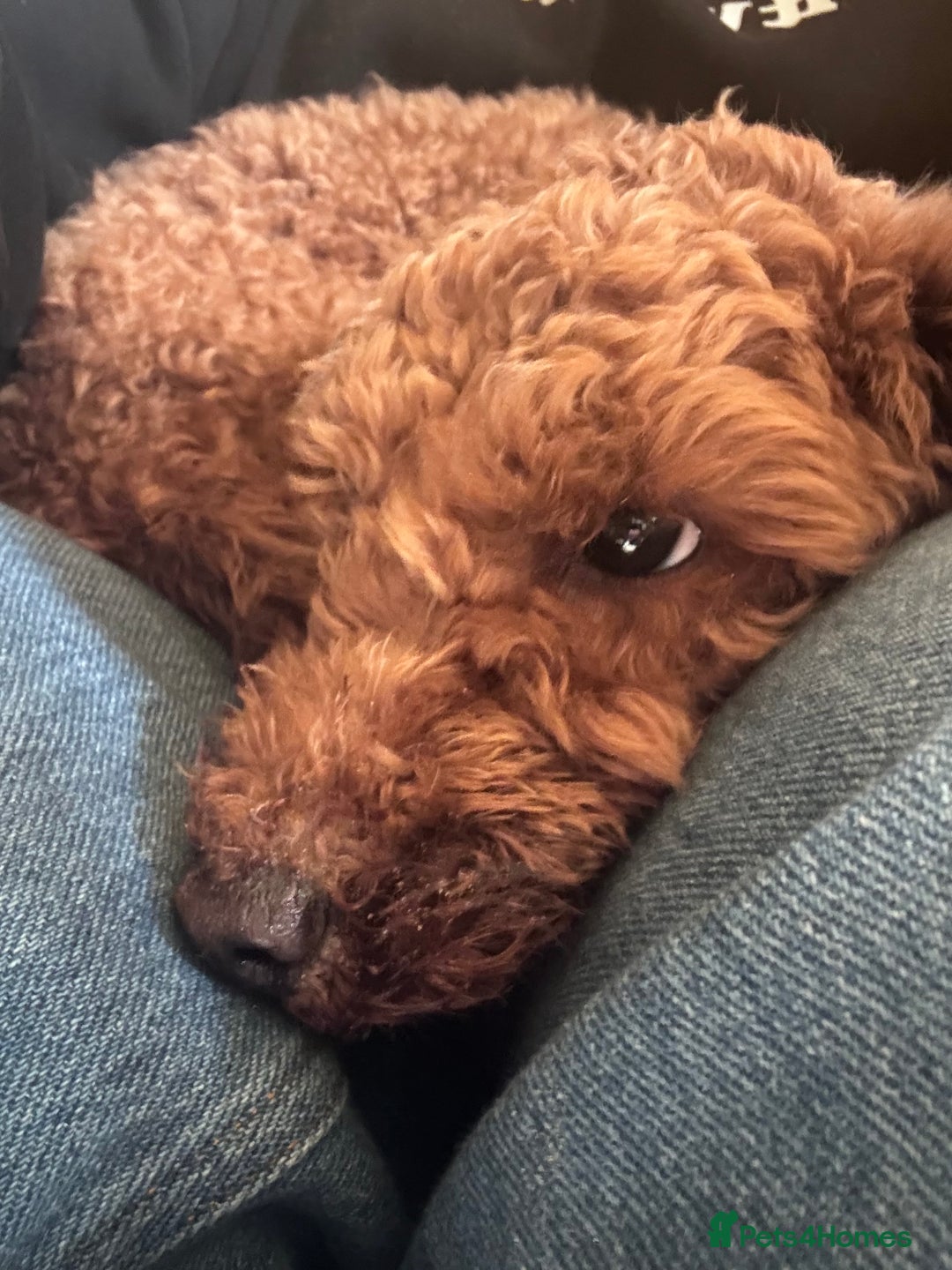 Poodle dogs for sale: KC Red fox miniature toy poodle. Ready now - Image 3