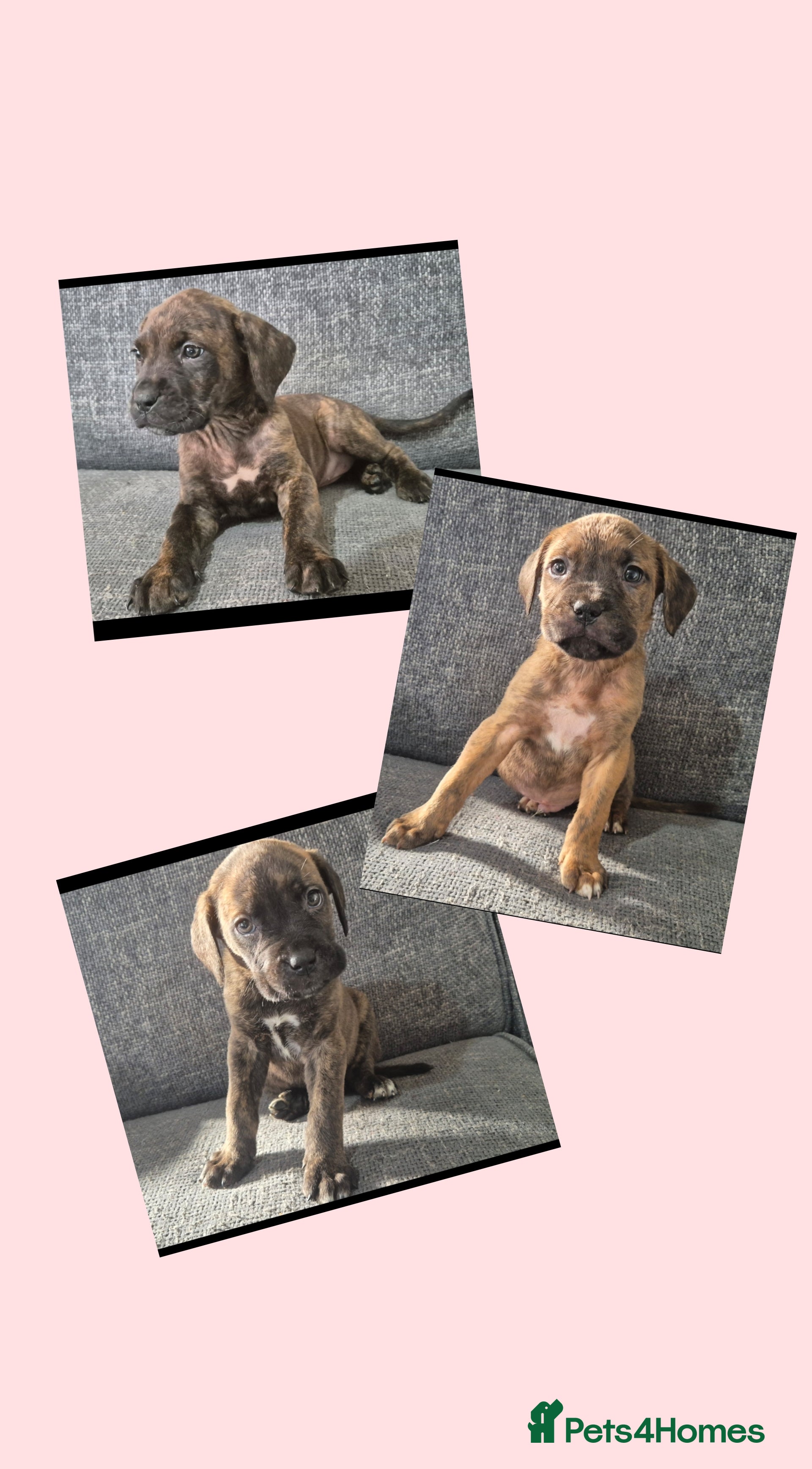Mixed Breed dogs Three left! Mastiff cross Puppys looking for home  - Advert 4